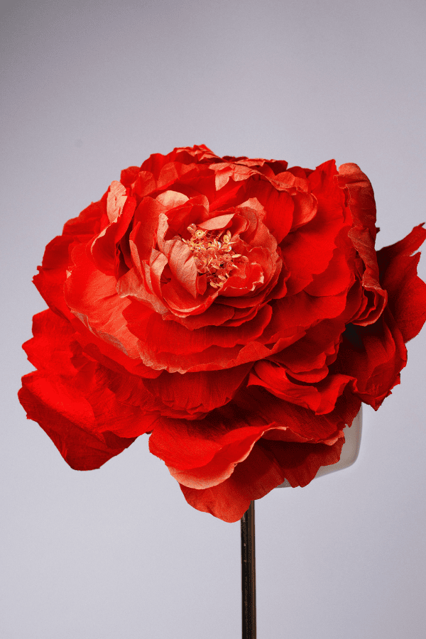 Crimson Bloom