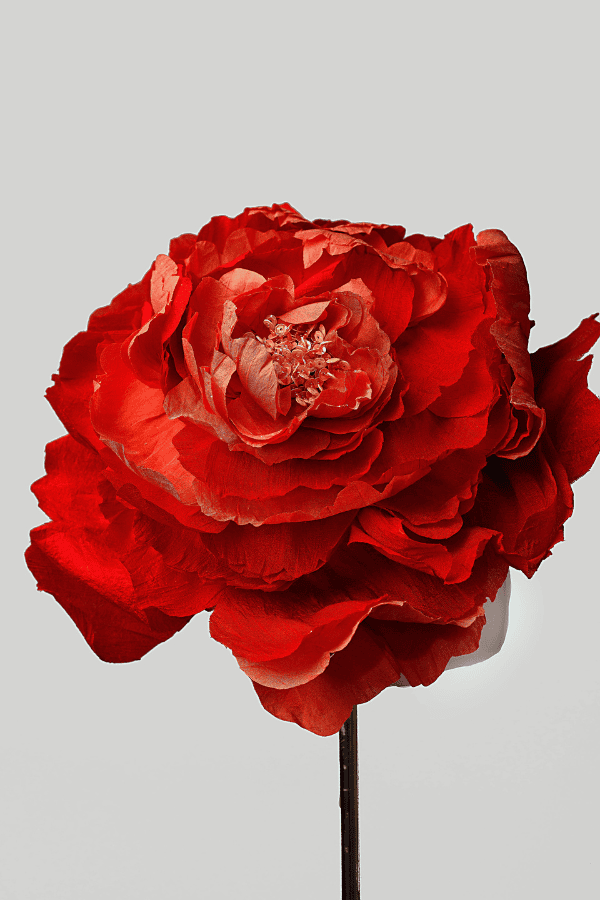 Crimson Bloom